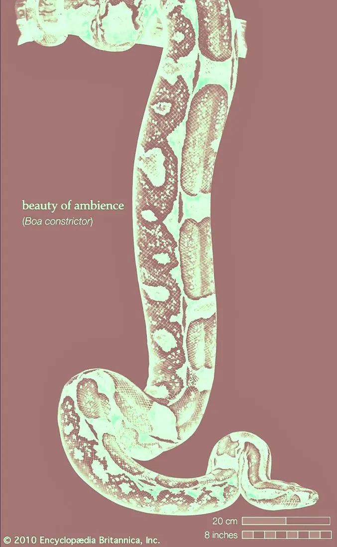 beauty of ambience (Boa constrictor)